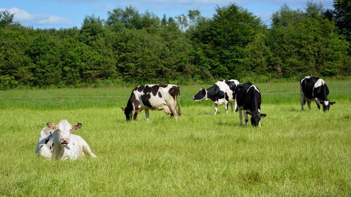 Quel niveau dautonomie alimentaire rechercher en vaches laitières