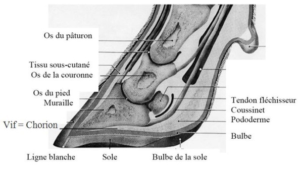 Anatomie du pied d'un bovin