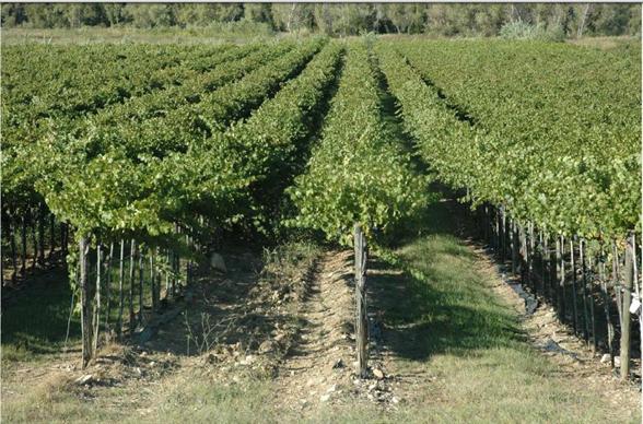 viticulture    oenologie