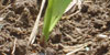 Variétés de maïs grain - Les résultats 2011 des essais Arvalis-Institut du végétal en ligne le 15 décembre