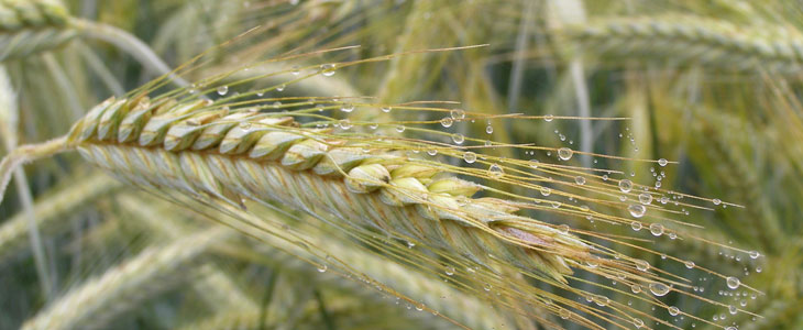 Colzas hybrides, gains de rendement confirmés
