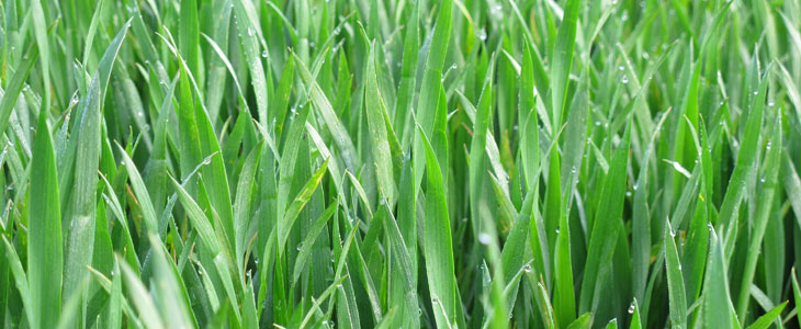 Colzas hybrides, gains de rendement confirmés