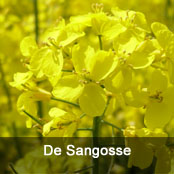 De Sangosse