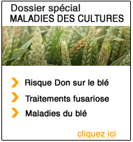 Maladies des cultures