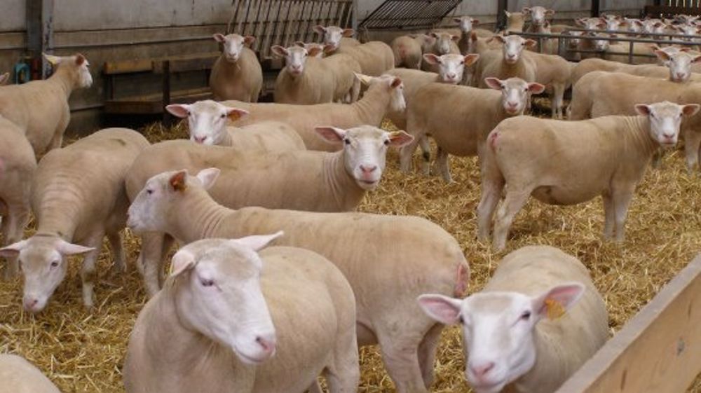 Stéphane Le Foll réaffirme son engagement en faveur de la filière ovine