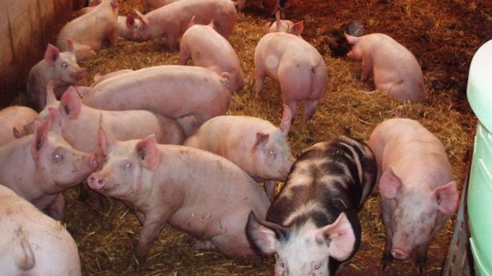 Les exportations de porc chutent à cause de l'embargo russe
