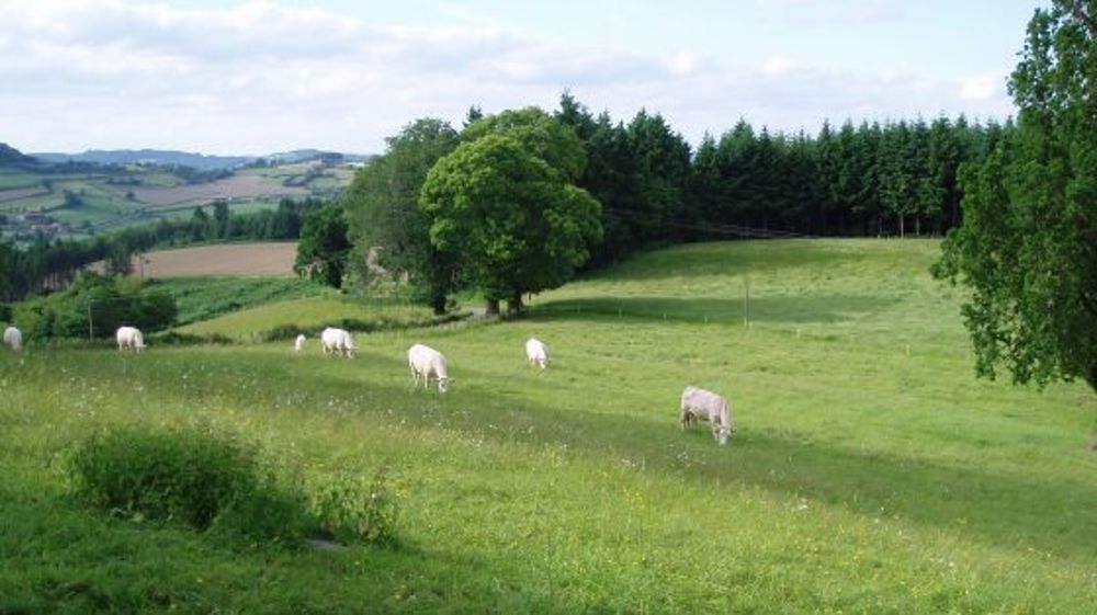 Les éleveurs de bovins manifestent leur exaspération dans des supermarchés