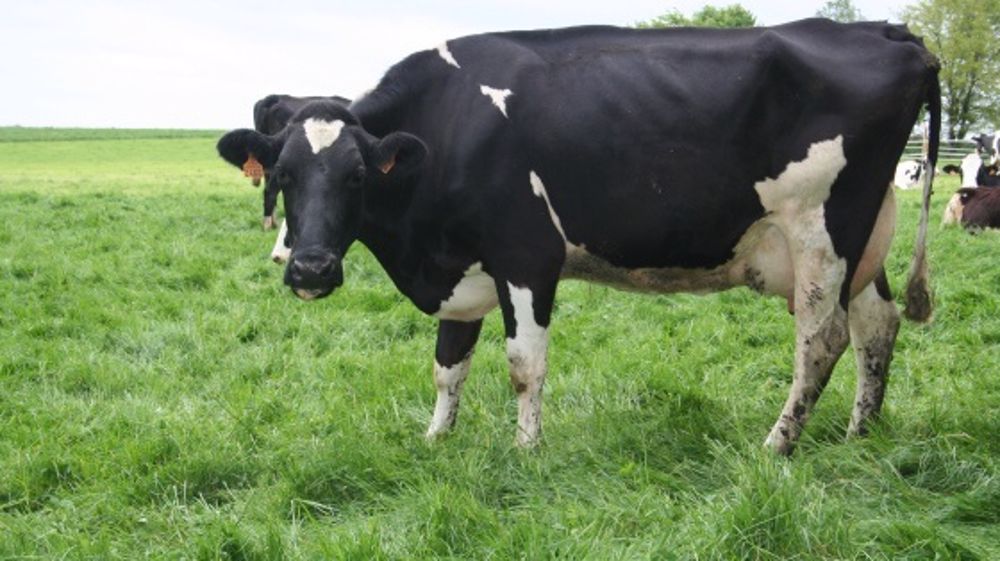 Les prix des produits animaux quasi stables en mars