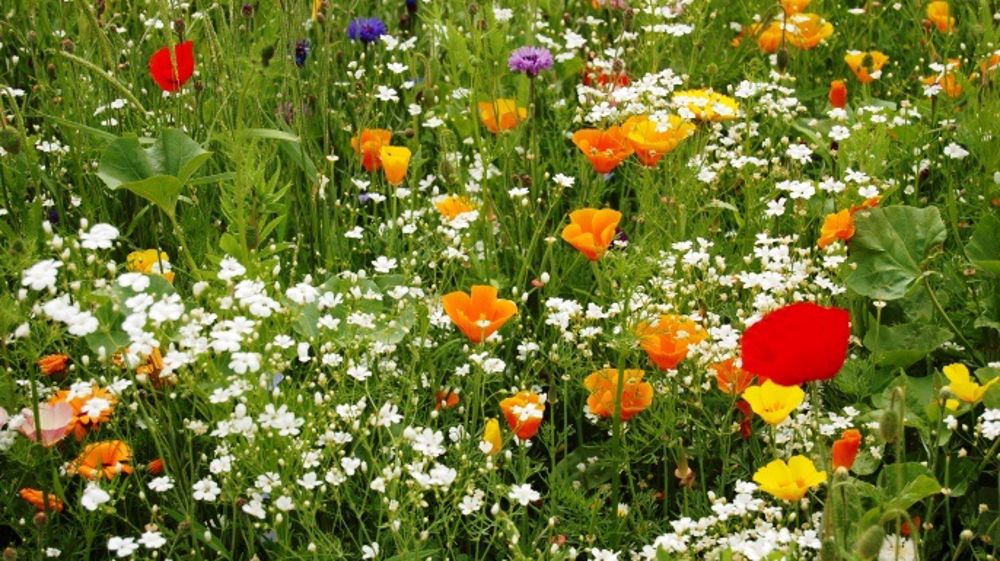 Plafonnement à 5 % de l'îlot pour la surface des éléments topographiques