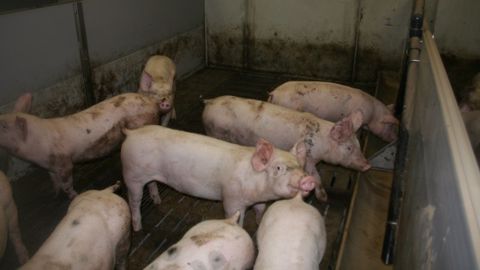 L'UE se protège des porcs d'Amérique et d'Asie, sans les bannir