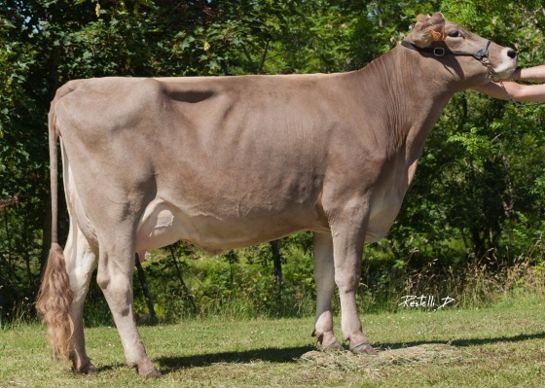 Dordogne EX93 (Prince x Ace Tosca) exportée en Suisse. Sa demi-soeur HAWAI (Asterix) sera à la vente !