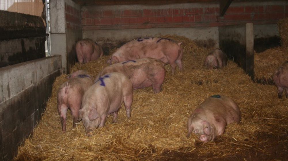 Des producteurs de porcs en appellent au gouvernement