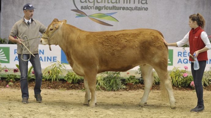 Limousine - Aquitanima 2014