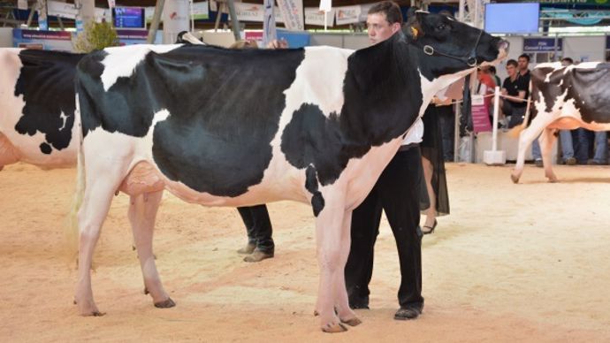 Garmish Du Tombuy (Sanchez x Goldwyn) – Gaec Du Tombuy (55)