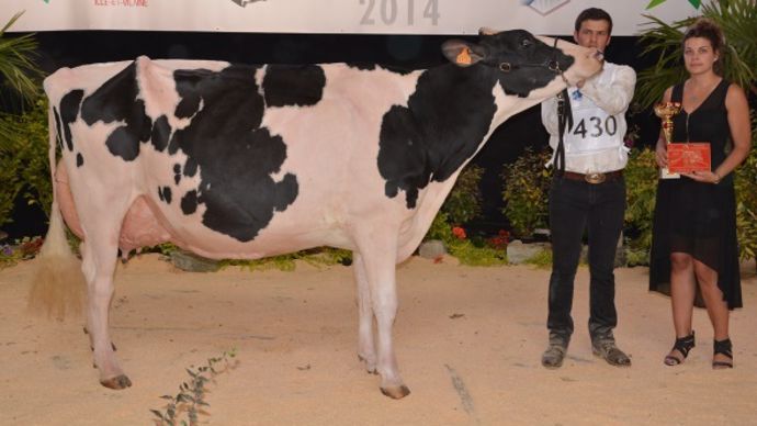 Filyrose Du Tombuy (Sanchez x Goldwyn) – Gaec Du Tombuy (55)