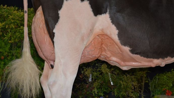 7288 (Sanchez x Goldwyn) – Gaec Drakkar Holstein (14)