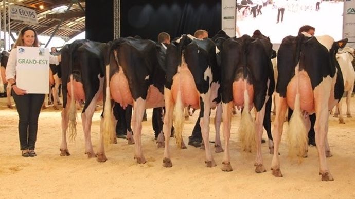 Les vaches du grand Est
