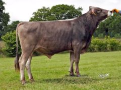 Découvrez la nouvelle gamme taureaux chez Bgs Découvrez la nouvelle gamme taureaux chez Bgs