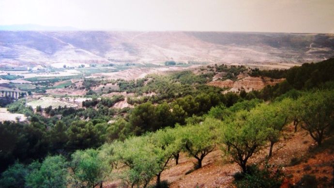 L'Espagne est le premier producteur mondial d'huile d'olives.