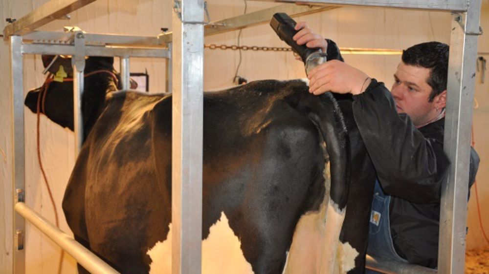 L’école française des jeunes éleveurs débute dans quelques jours à Ploërmel