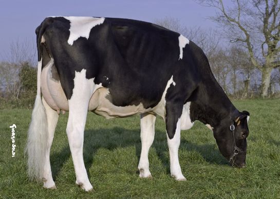 Amitequila (Laudan x Dutch Boy), photographiée en 1ère lactation