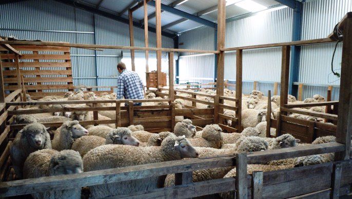 L'Union européenne a ouvert son marché aux importations de viande ovine en provenance d'Océanie.