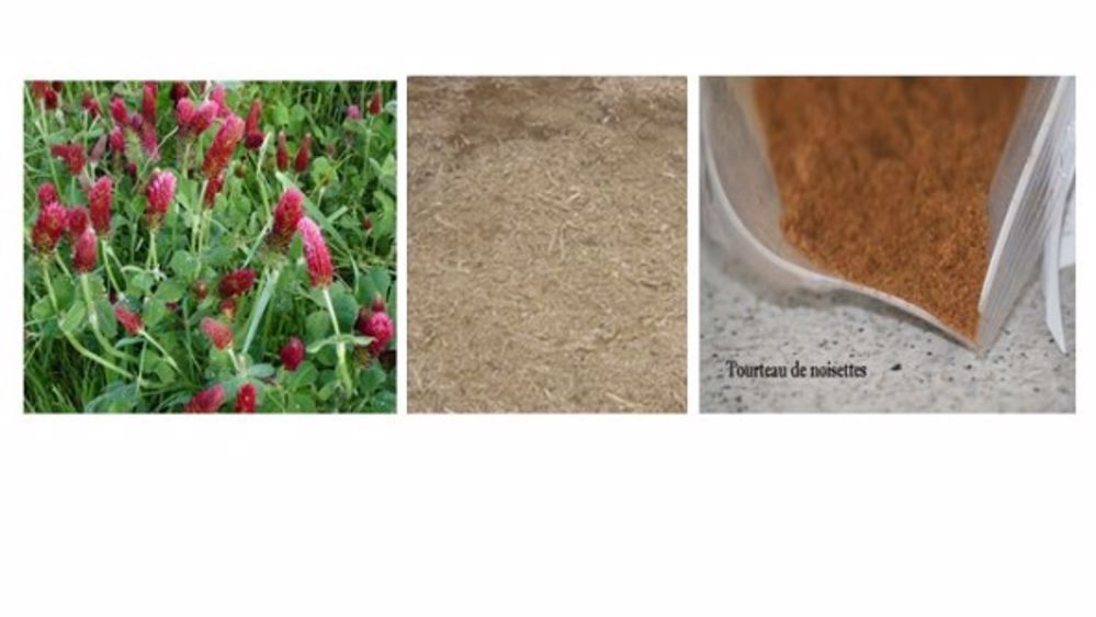 Ration d'engraissement : les silos de Rgi et de trèfle remplacent le maïs