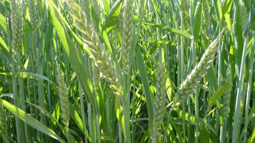 Une variété de blé tendre et une de triticale se distinguent