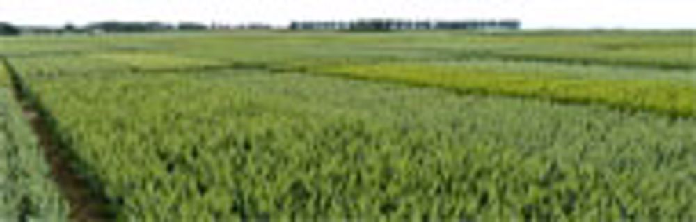 Deux inscriptions de blé tendre en 2014