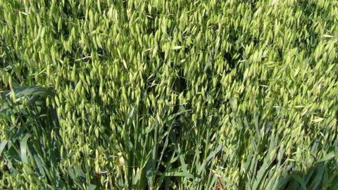 Les prix fermes et d’acompte des orges et maïs en juin 2014