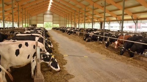 Créer deux lots de vaches pour optimiser le coût alimentaire par litre de lait
