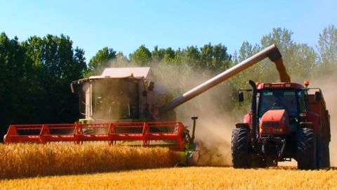 Les céréales stables, les investisseurs prudents face aux problèmes de qualité