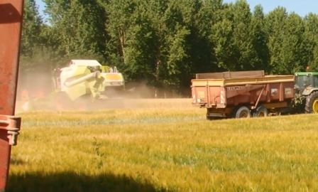 Le blé français, dégradé par les intempéries, va manquer d'acheteurs