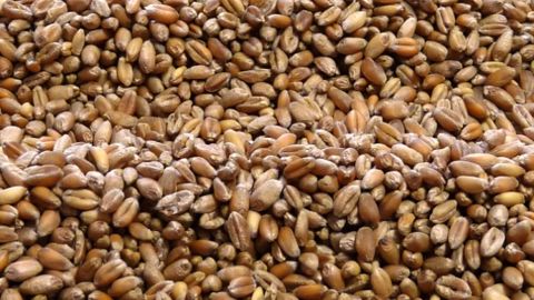 Dans une mauvaise récolte, les meuniers en quête du bon blé pour le pain