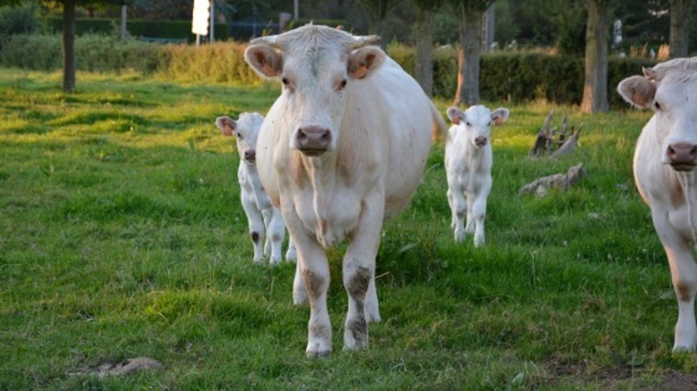 Un loup tue un jeune bovin pour la première fois