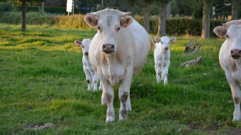 Un loup tue un jeune bovin pour la première fois