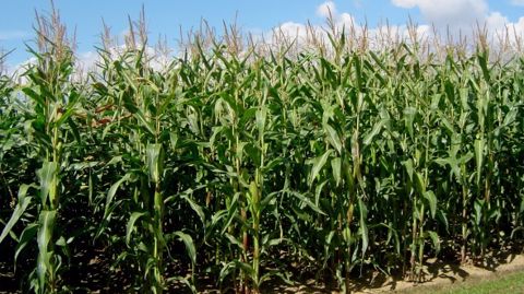 La méthode de l’Agpm pour estimer le prix du maïs sur pied