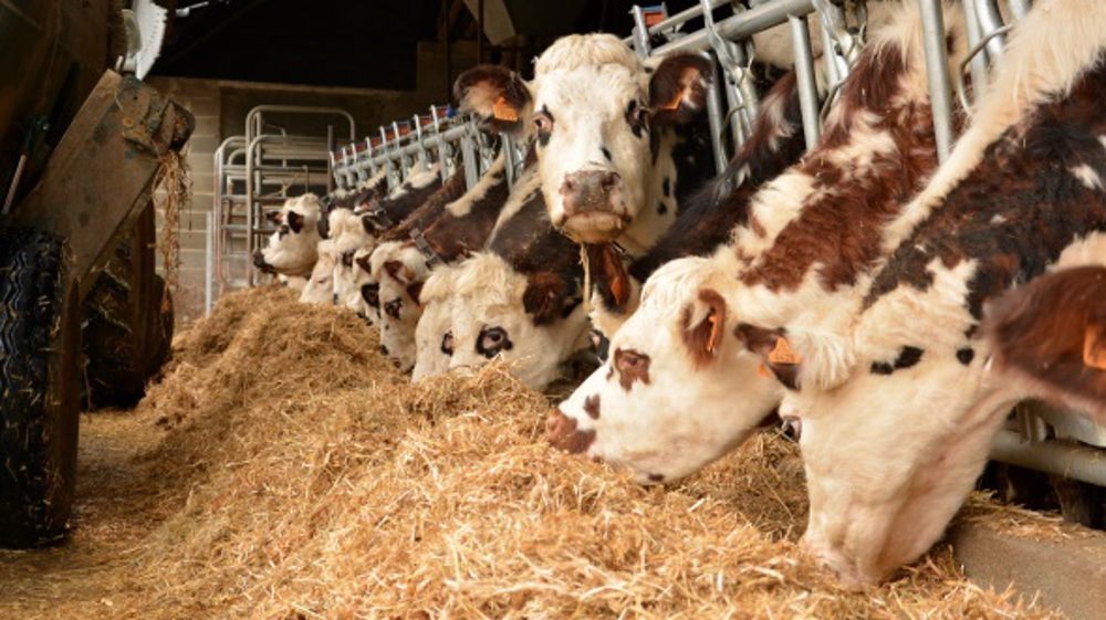 Les nouveautés d’Evialis pour renforcer les défenses naturelles des bovins