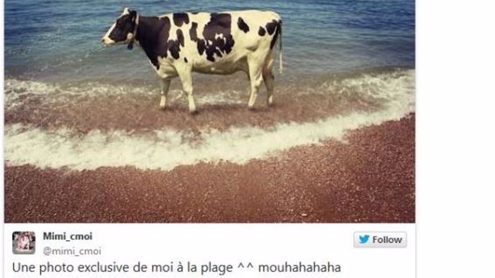 Des vaches à la plage, au bain, au bar et dans les parcs d'attraction