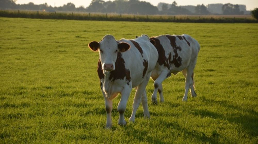 Exportations des animaux vivants et importations de viandes en hausse