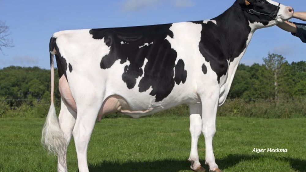 Gibecière, une des première filles d'Ehman Isy, au Gaec de la Holstein à Corseul (22). (©Evolution) Gibecière, une des première filles d'Ehman Isy, au Gaec de la Holstein à Corseul (22). (©Evolution)