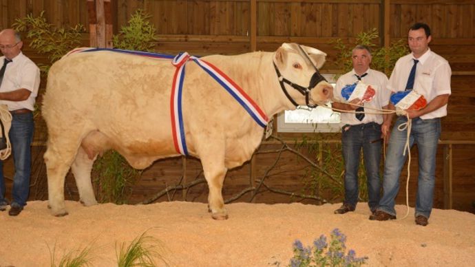 Grenadine (RJ) réserve championne, une fille de Bacchus (Rvs). 