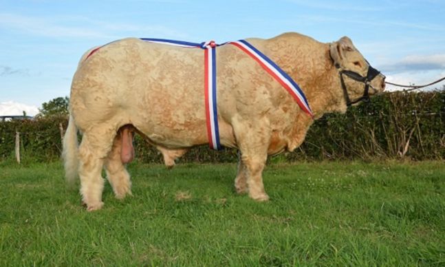 Escadron champion charolais