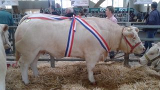 A Saulieu - Passion et tradition réunies pour la fête du Charolais A Saulieu - Passion et tradition réunies pour la fête du Charolais
