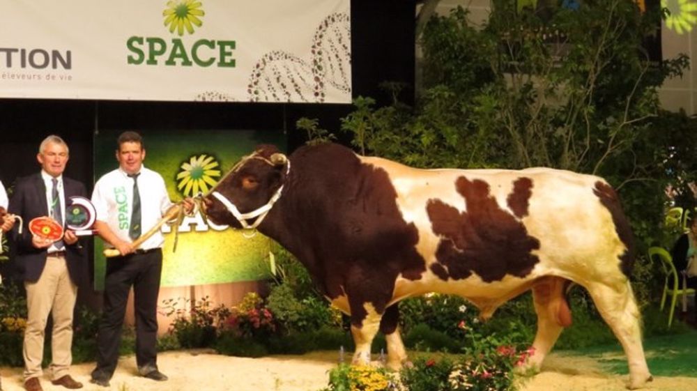 Forban et Hémione sacrés champions de leur race