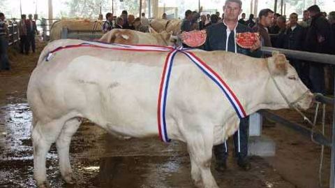 Le parc des Grivelles de Sancoins fête la race charolaise
