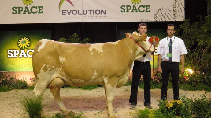 Gauloise, championne en première lactation