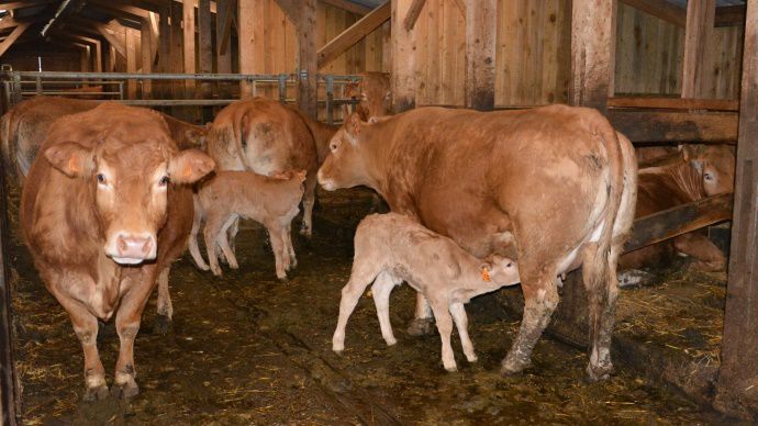 Veaux limousins reproduction