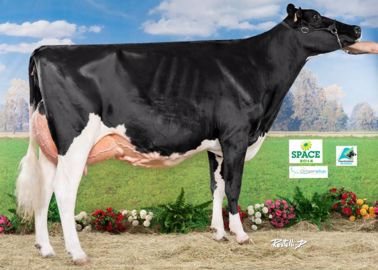 Fregate (Goldwyn x Drake) - Réserve Championne Jeune – Gaec Cabon (29)