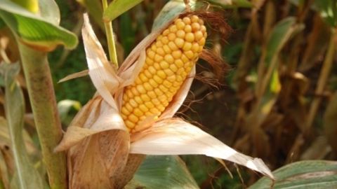 D'excellents premiers rendements font encore plonger les prix agricoles